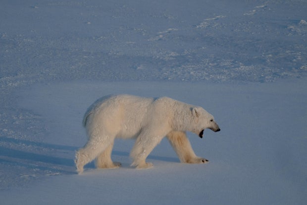 Person Fined for Disturbing Polar Bear in Norway’s Svalbard Archipelago