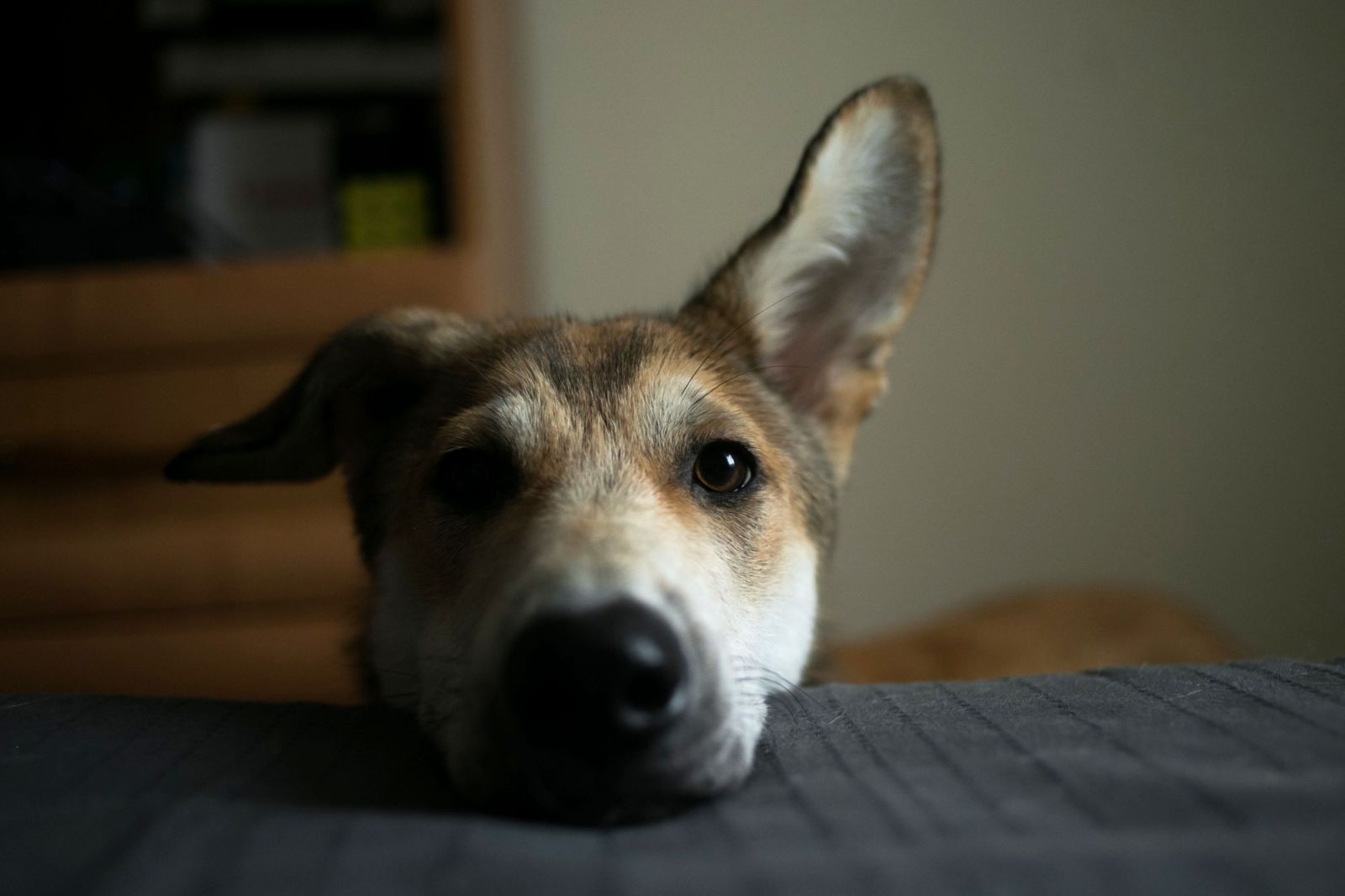 Dogs’ Subtle Understanding of Human Emotions Revealed by New Study