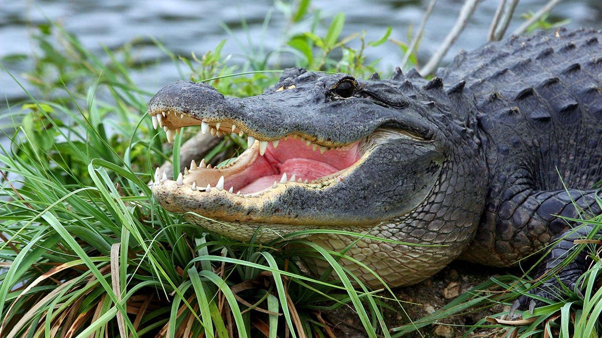 Florida Woman Loses Arm in Alligator Attack, Boater Saves Her Life