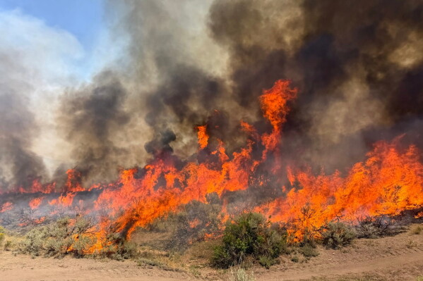 British Columbia Faces Wildfire Crisis as State of Emergency Declared