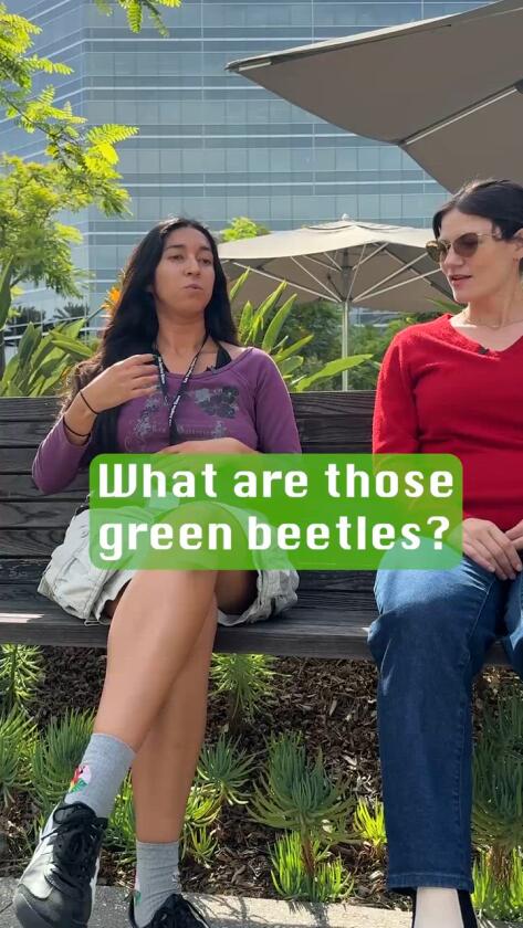 Figeater Beetles: The Unintended Flyers Creating a Buzz in Los Angeles