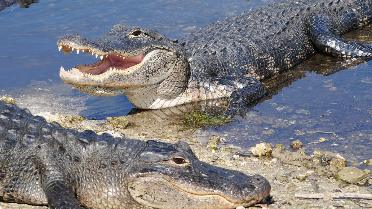 Florida Woman Survives Alligator Attack