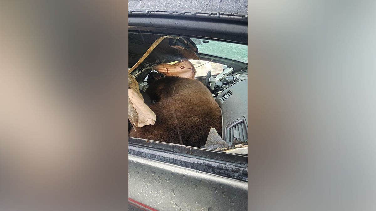 Bear Trapped Inside Car Found Dead Amid Rising Bear Encounters in Colorado