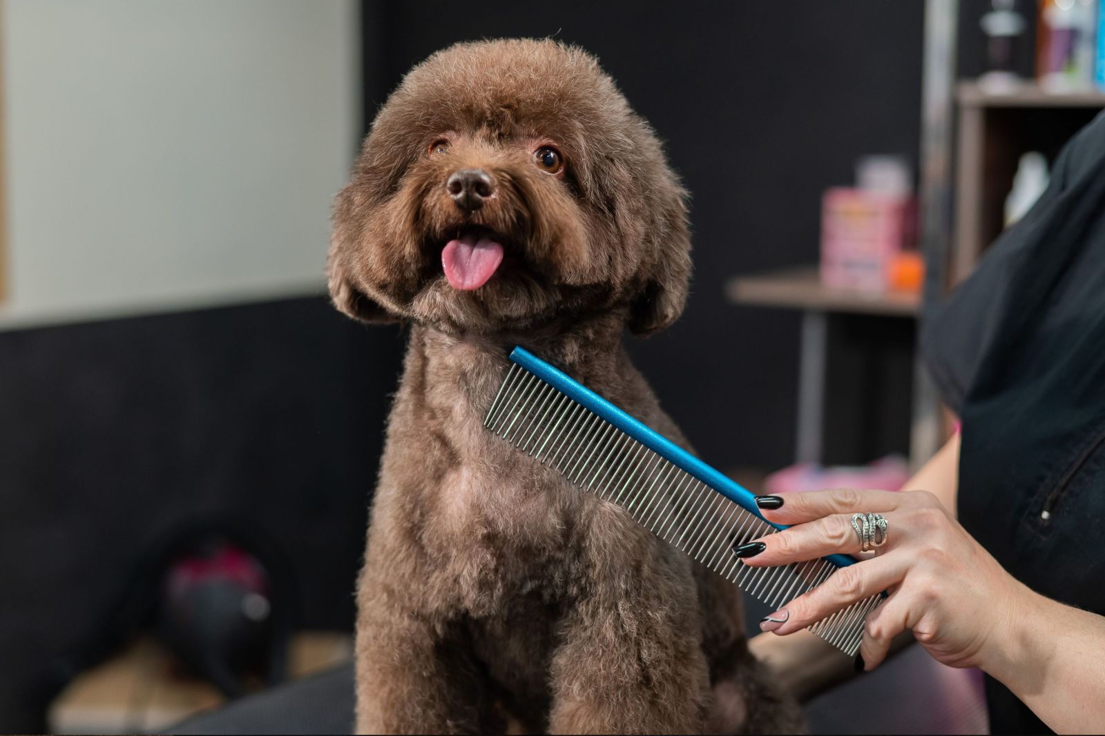 Do Dogs Really Gain Confidence After Grooming?