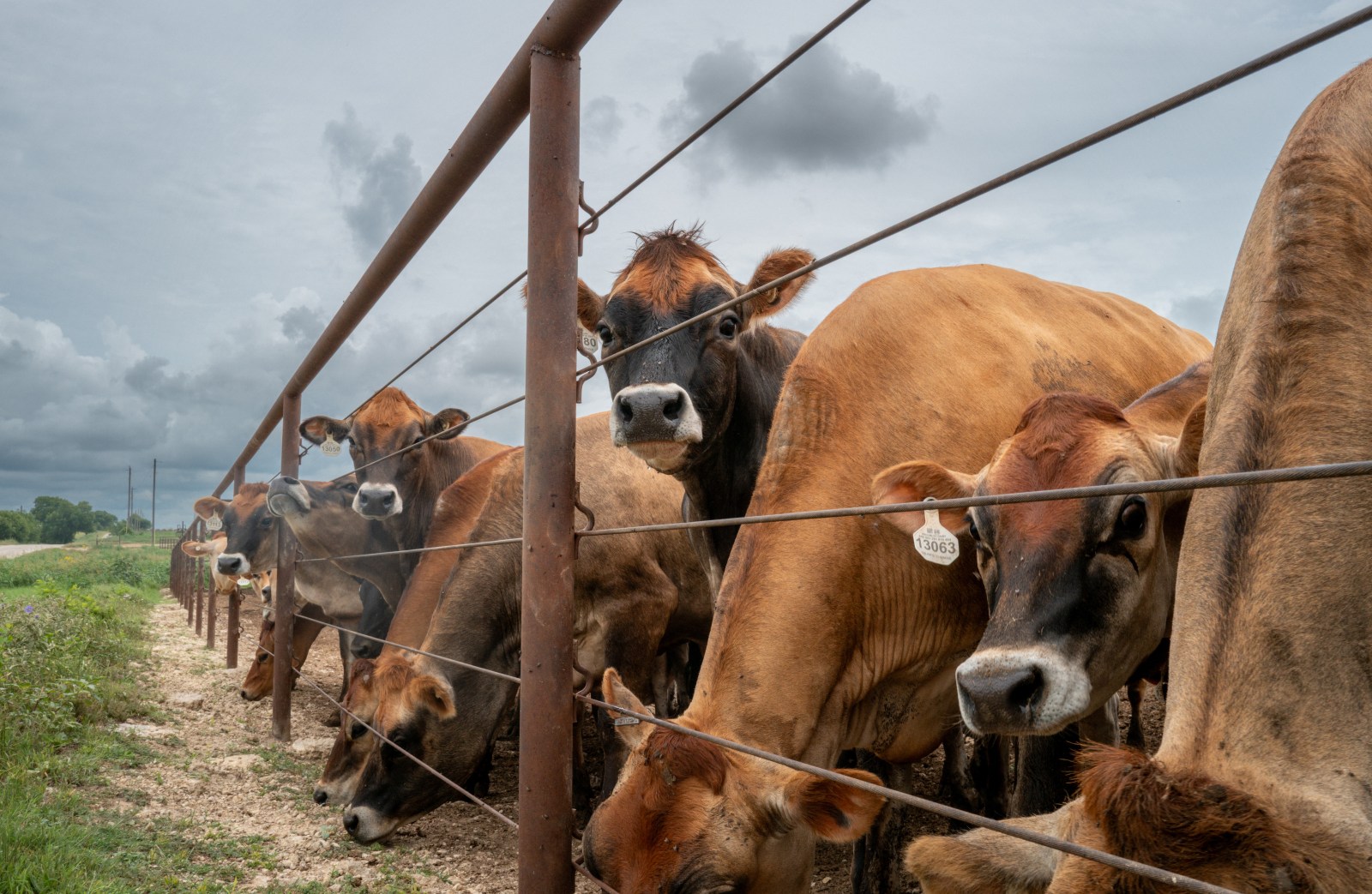 Uncertainty Surrounding Trump’s Beef Import Deal