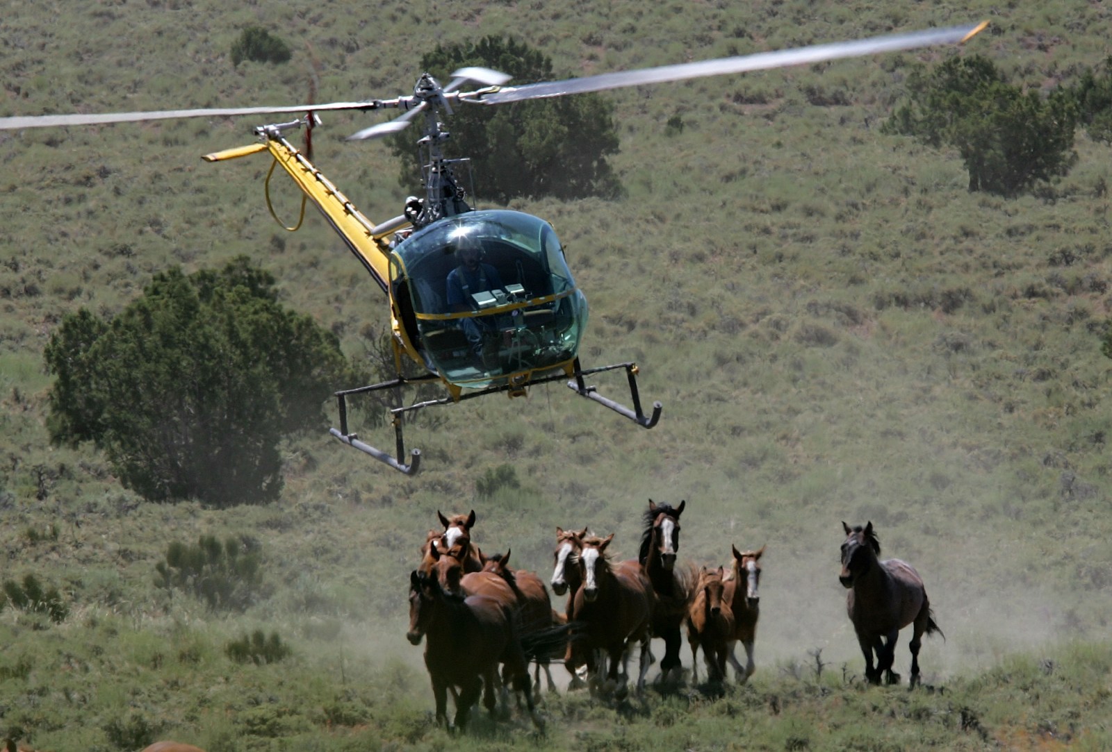 Increased Sales of Wild Horses Raise Concerns Over Slaughter Risk