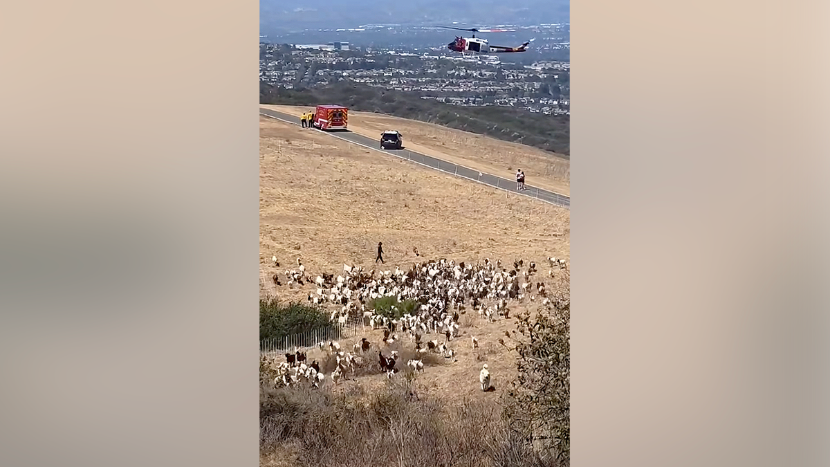 Laguna Beach Sheepdog Assists in Emergency Helicopter Response