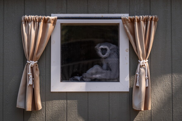 Gibbon Conservation Center: A Sanctuary for Endangered Primates
