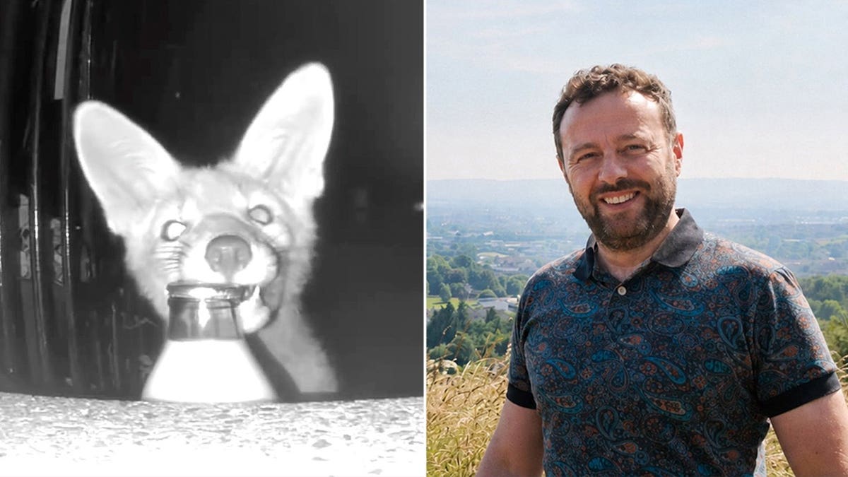Homeowner Identifies Unexpected Milk Thief as Fox