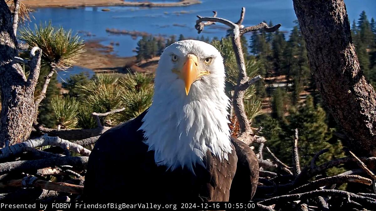 Jackie the Bald Eagle: A Beloved Icon Facing Health Challenges
