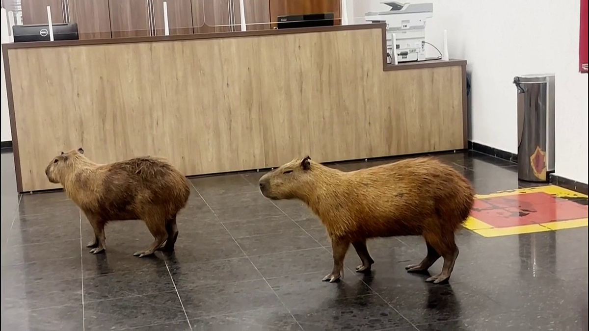Capybaras Visit Brazilian State Legislature