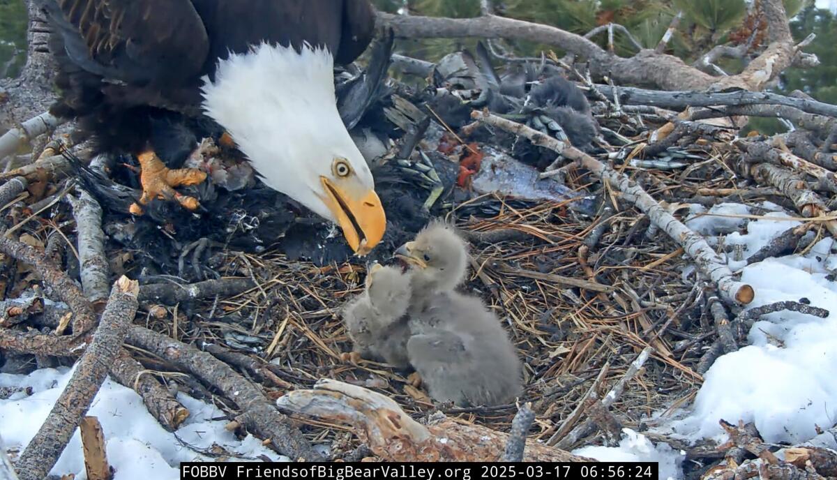 The Impact of Jackie the Bald Eagle