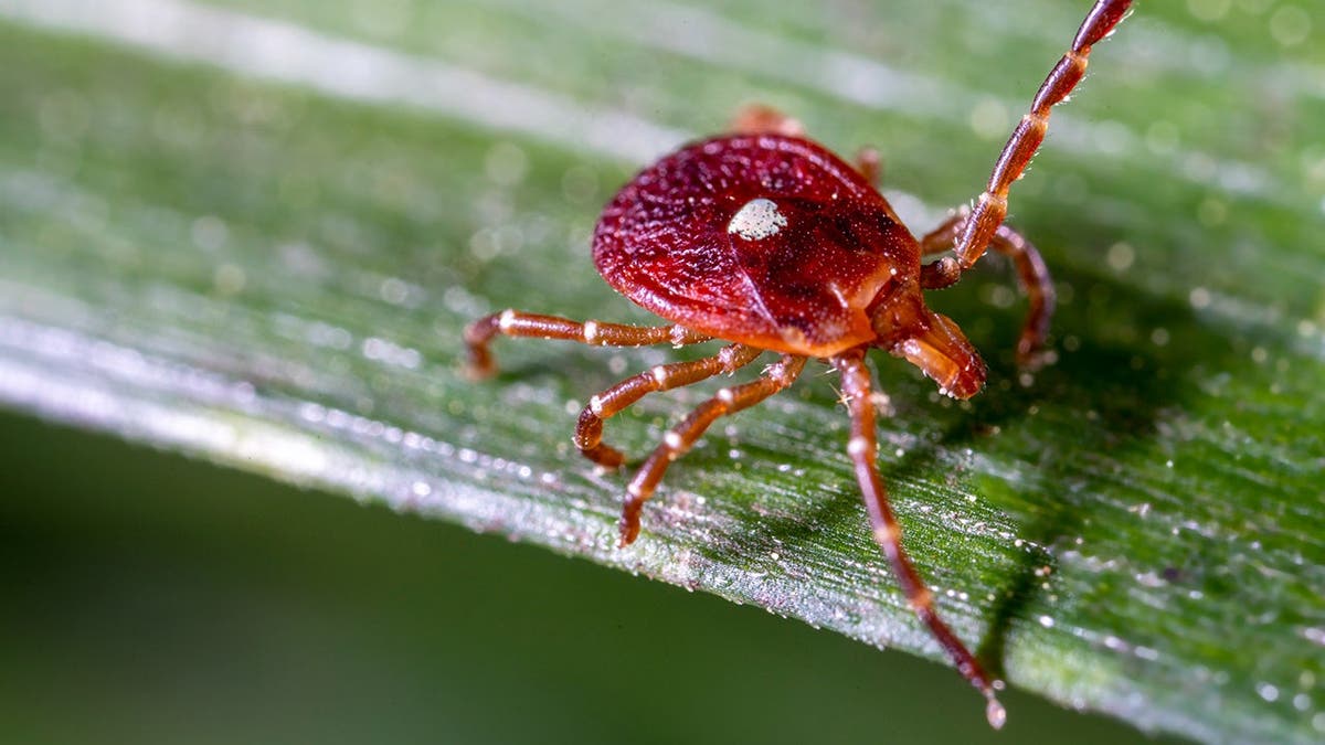 Record High cases of Rare Tick-Borne Viruses