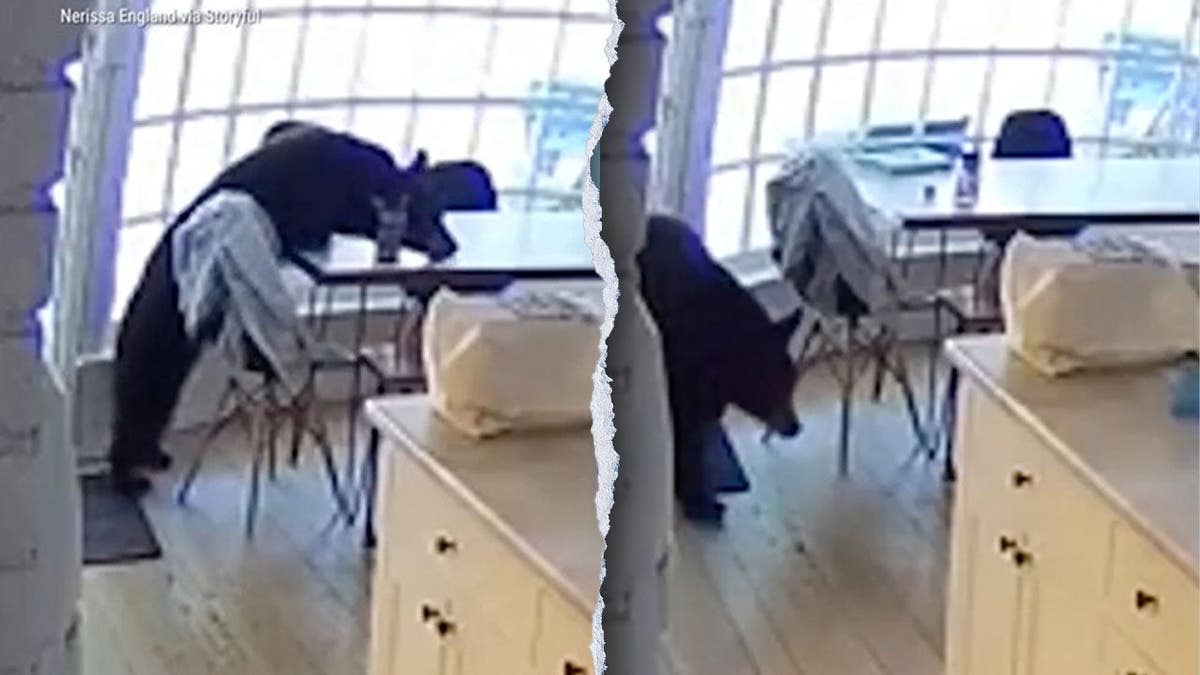 Colorado Family Finds Bear in Kitchen Enjoying Breakfast