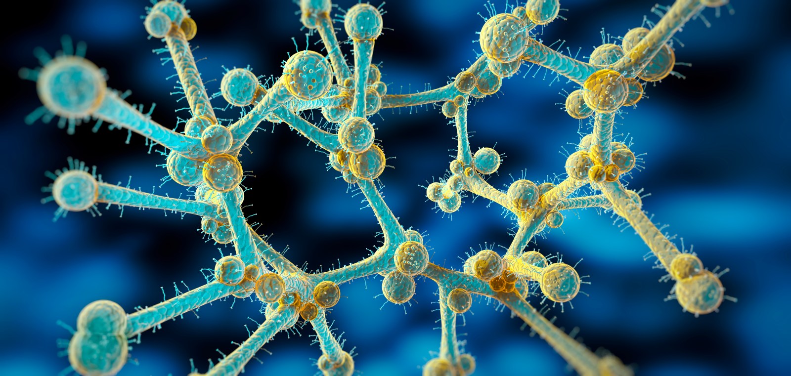 Spread of Drug-Resistant Fungus Candida Auris in the U.S.