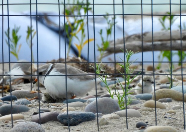 Waukegan Welcomes New Piping Plovers