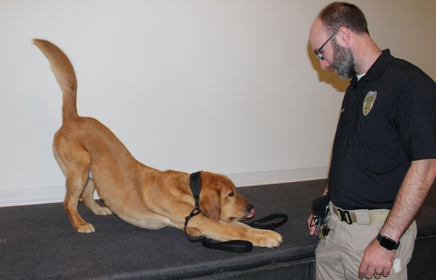 Gizmo the Electronics-Detecting Dog Joins Wilmette Police