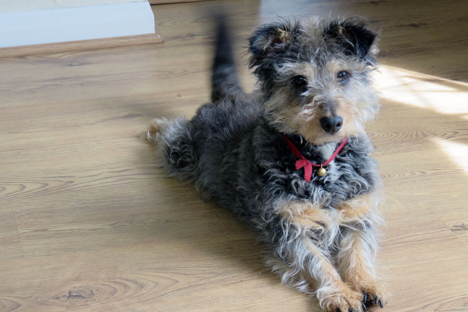 Understanding Dog Tail Wagging: Communication Beyond the Tail