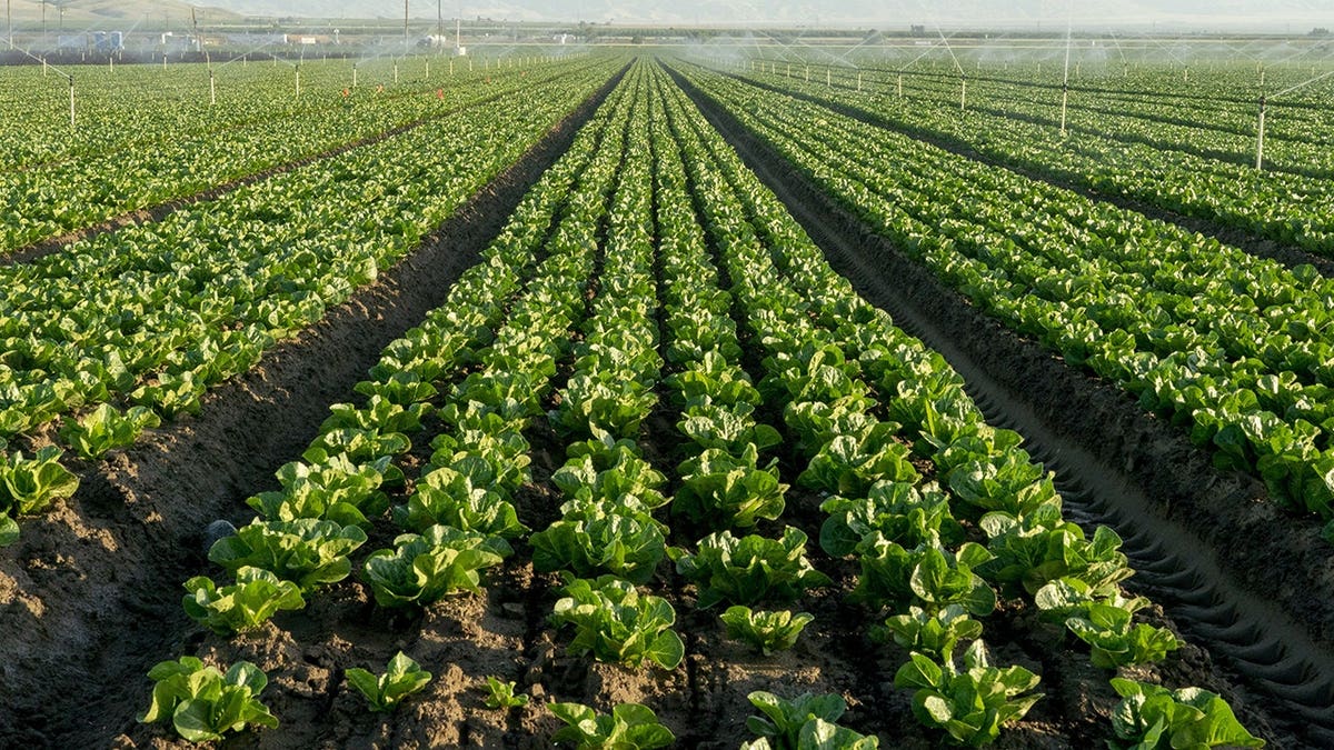 Cyclospora Outbreak Affects U.S. Lettuce Industry
