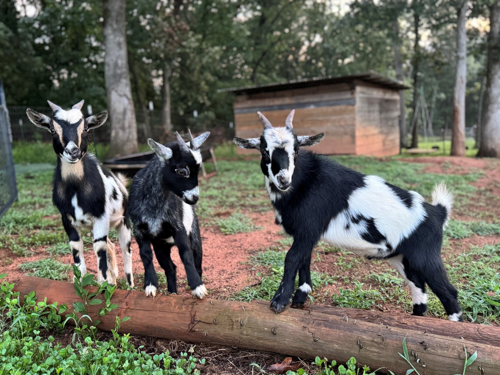 Rabies Warning Issued After Goats Test Positive at North Carolina Petting Zoo