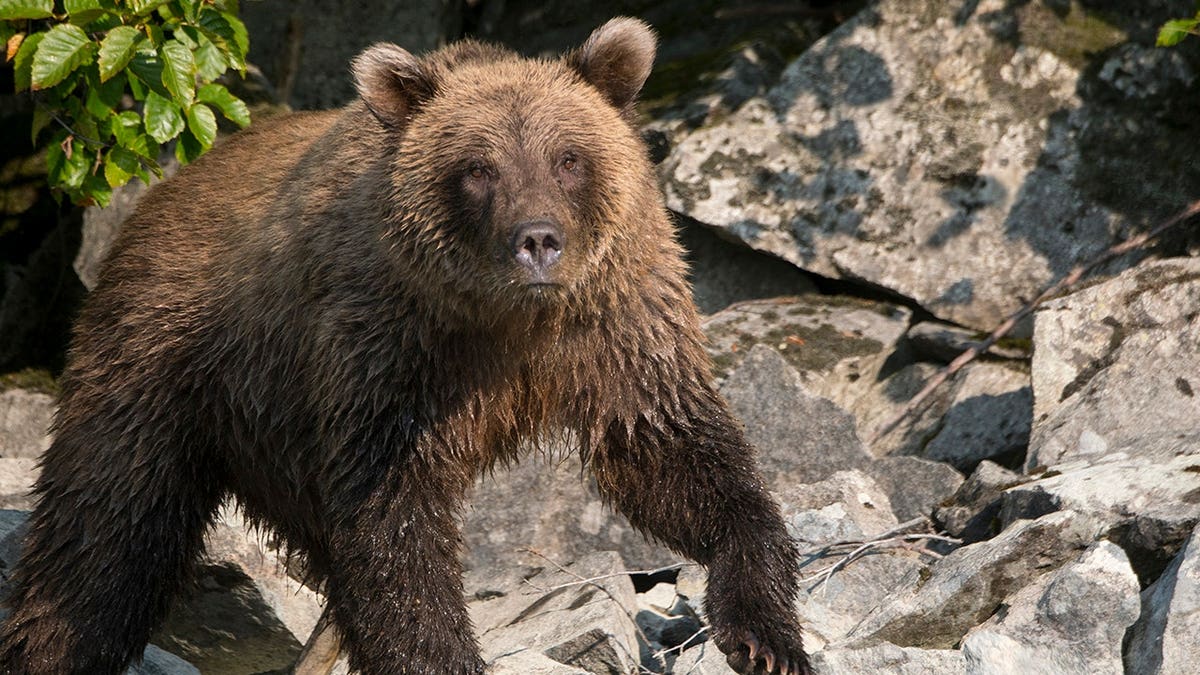 Bear Encounters in Alaska: Safety Precautions and Recent Incidents