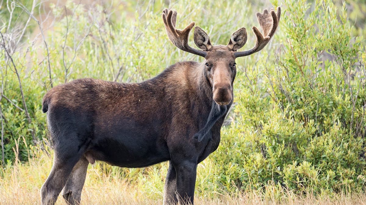 Animal-Related Threats in U.S. States: A 2026 Report