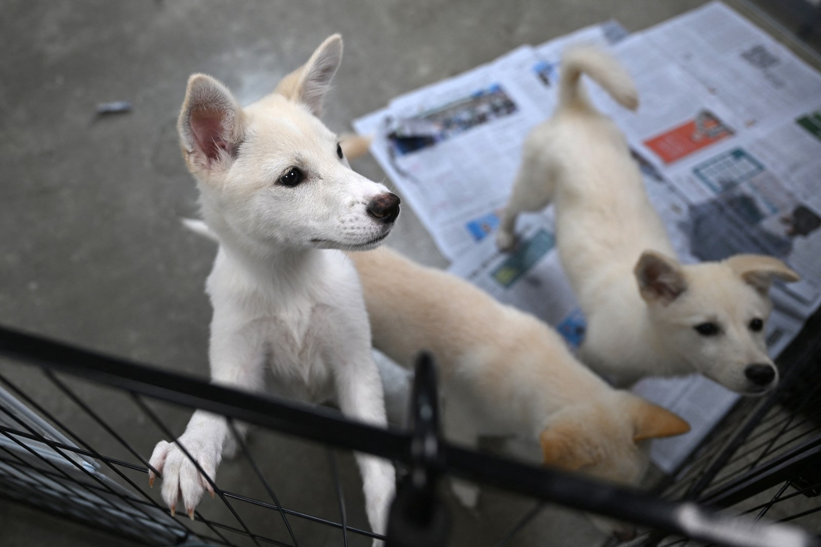 North Koreans Encouraged to Eat Dog Meat Soup Amid Heat Wave
