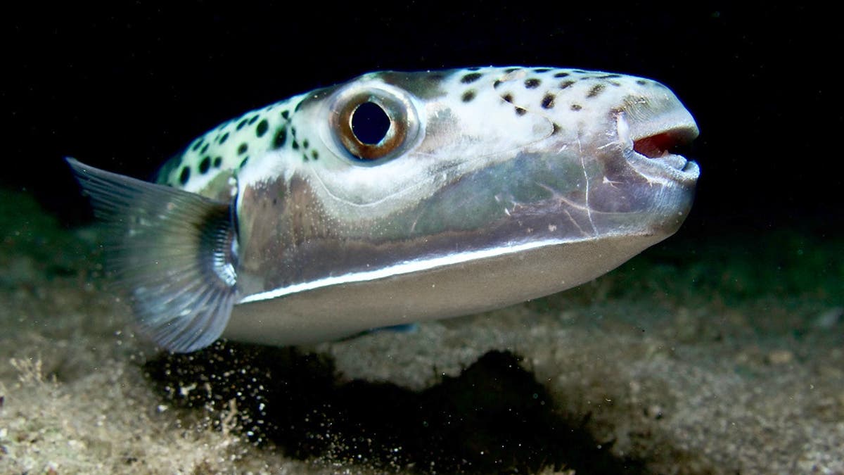 Shark and Toxic Puffer Fish Safety Measures: Current Concerns