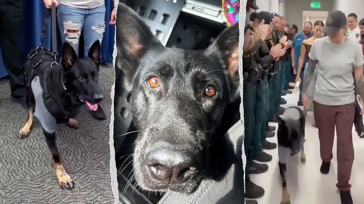 Heroic K-9 Ace Returns to Sheriff’s Office Following Injury