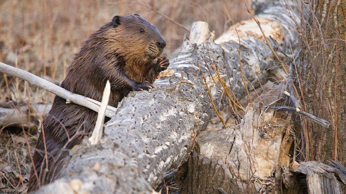 Unusual Beaver Attacks Prompt Wildlife Search in Maryland