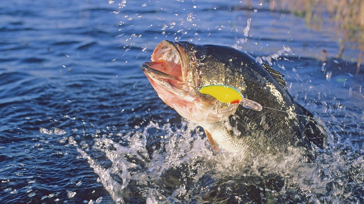 Fly Fishing and Golf: Unveiling Unique Experiences