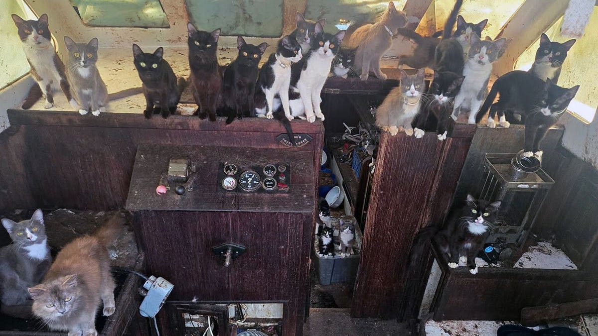 Tacoma Police Rescue 60 Cats from Abandoned Sailboat