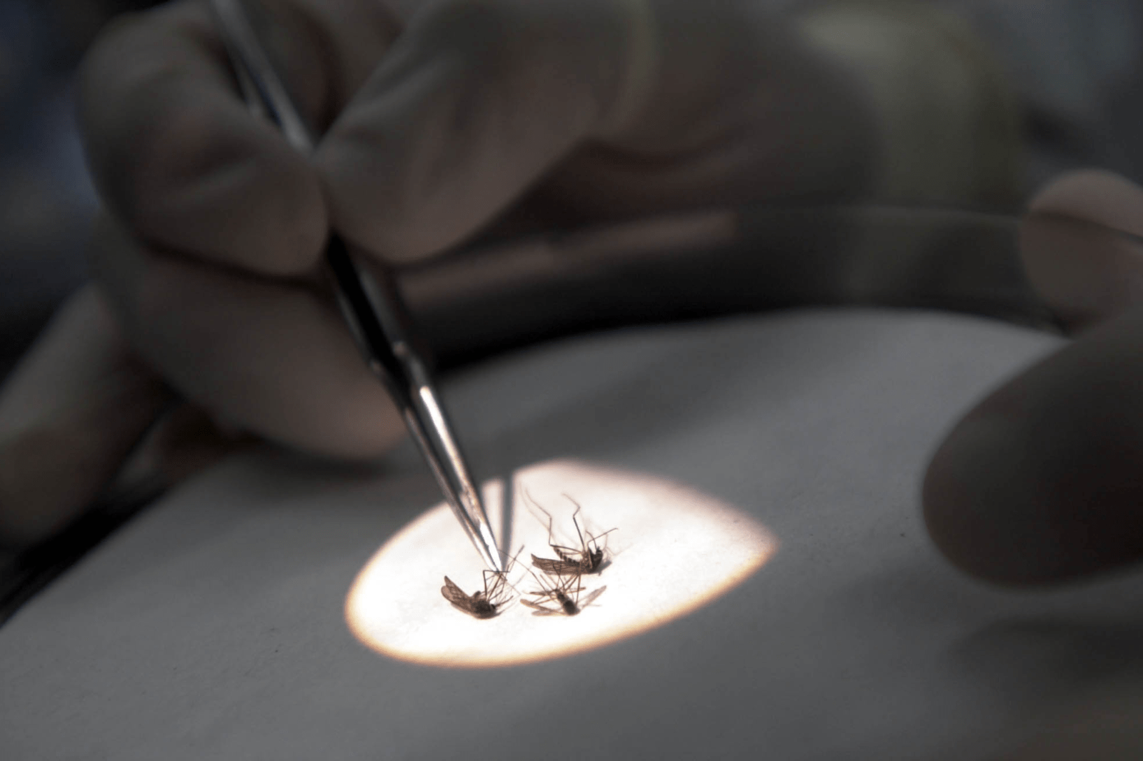 First West Nile Virus Case of 2026 Reported in New York City