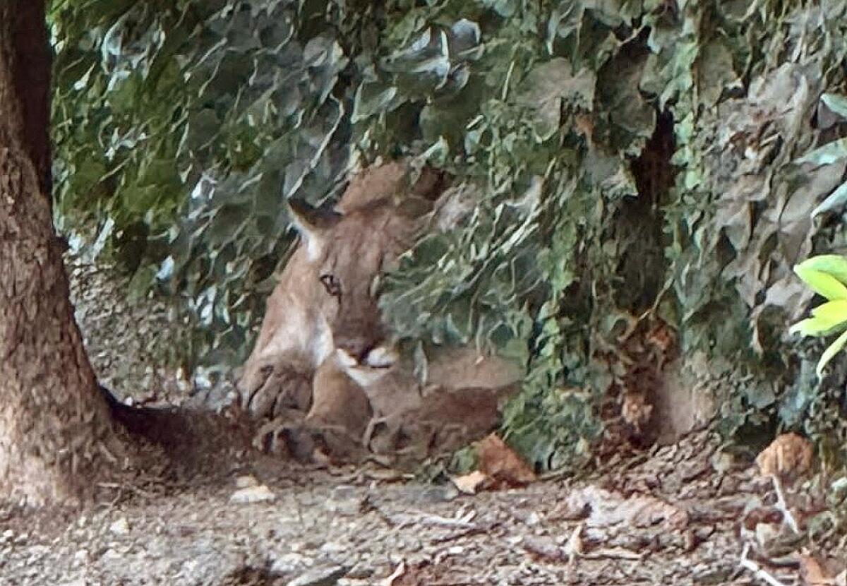 Mountain Lion Sighted on San Dimas Street, Prompting Closure