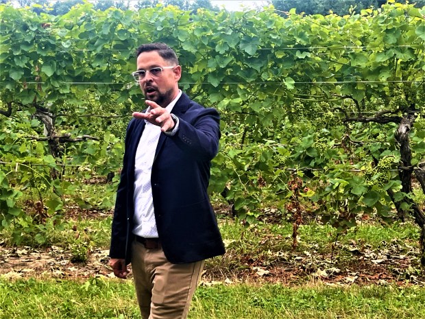 A Journey into the World of Wines: From Novice to Enthusiast