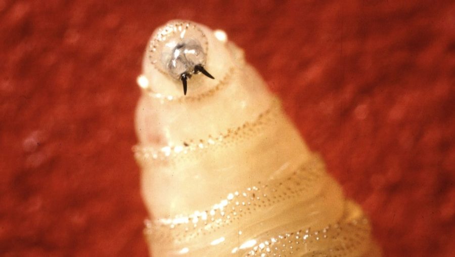New World Screwworm Threat Expands in the U.S.