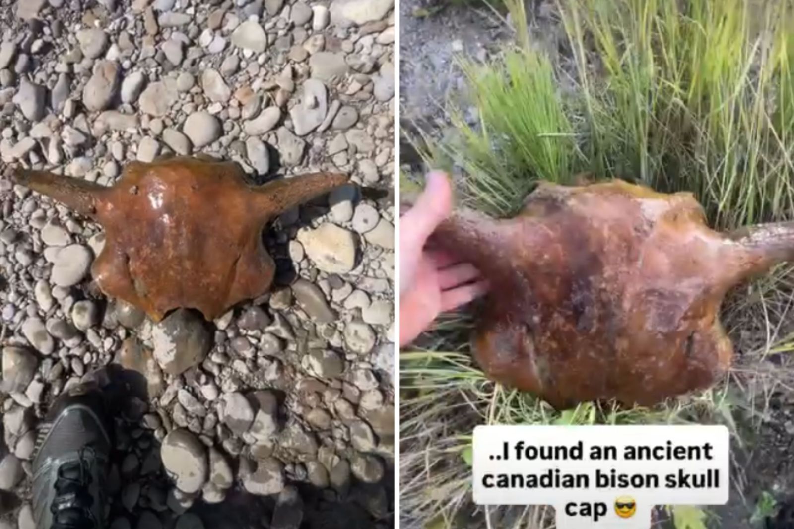 Fisherman Unearths Ancient Bison Skull in Alberta Creek