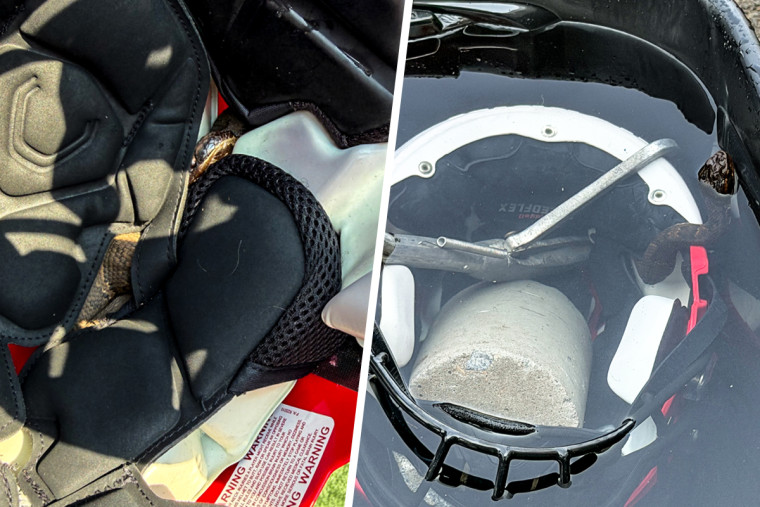 Football Player’s Close Call with Venomous Snake in Helmet
