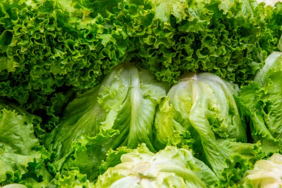 Lettuce Prices Fall Dramatically Amid Cyclosporiasis Concerns