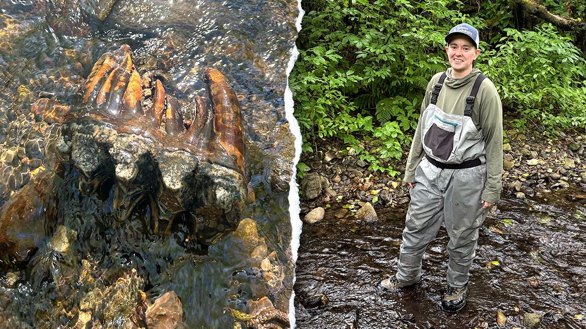 Ice Age Mastodon Tooth Found in California Creek