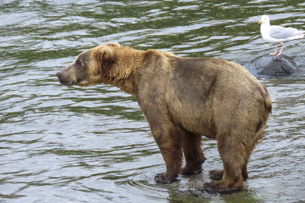 Fat Bear Week: Annual Competition at Katmai National Park