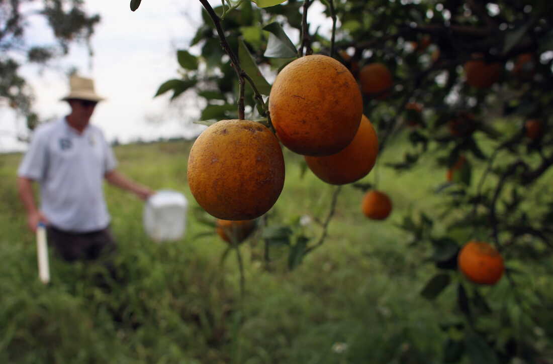 Gene-Edited Citrus Trees Provide New Hope Against Greening Disease