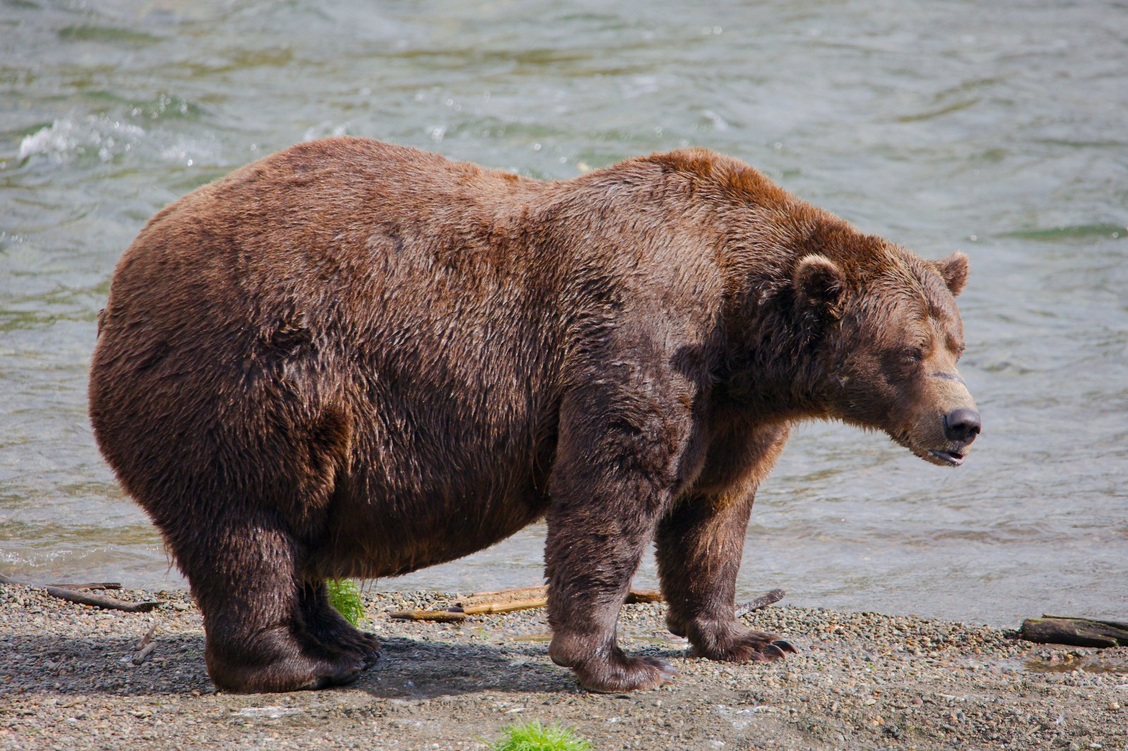 Fat Bear Week 2026: A Celebration of Alaska’s Brown Bears