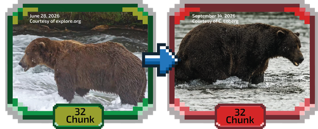 Fat Bear Week 2026: Bears Compete for the Title at Katmai National Park