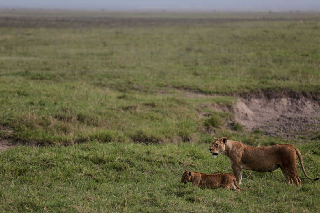 Investigation into Lion Deaths in Tanzania: Focus on Poisoning