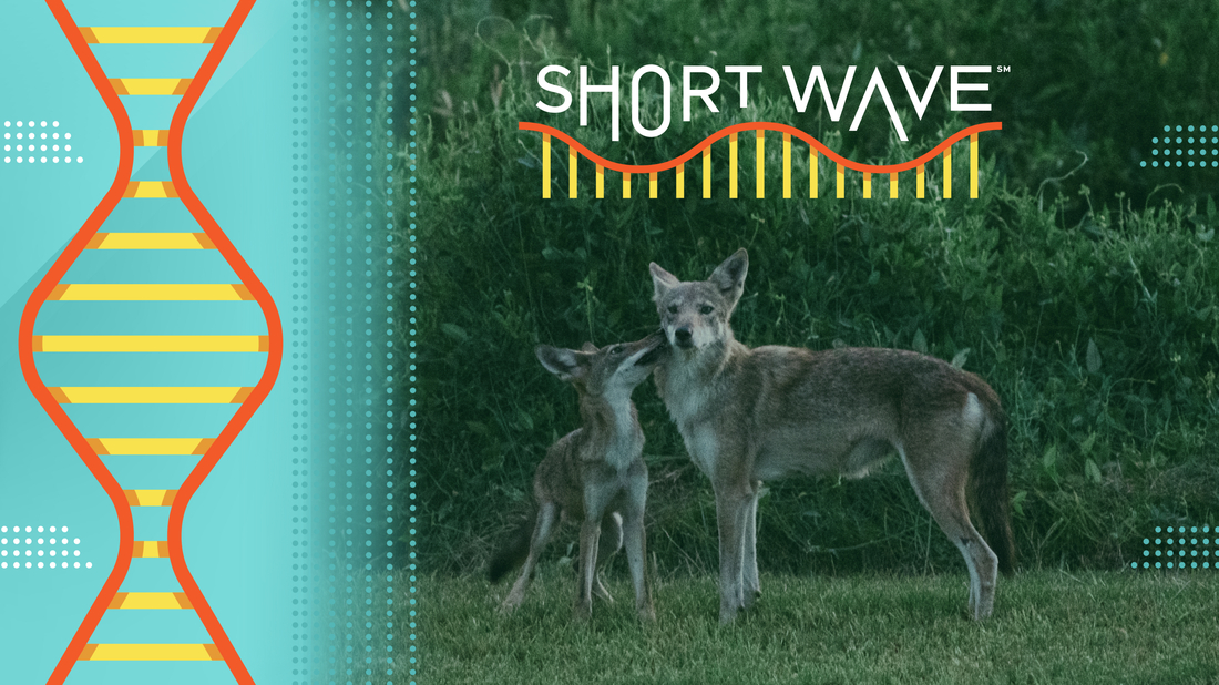 Ghost Genes: A Solution for Saving the Endangered American Red Wolf