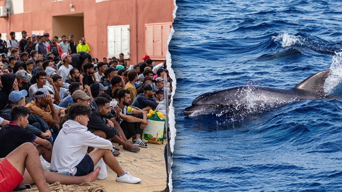 Outrage in Ceuta Over Dolphin Incident Involving Migrants