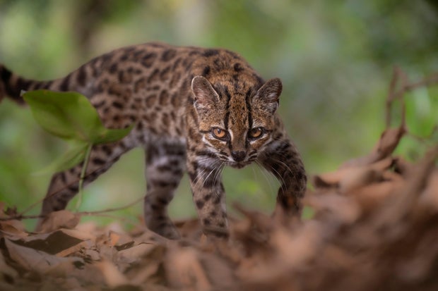 Discovery of a New Wild Cat Species in Bolivia