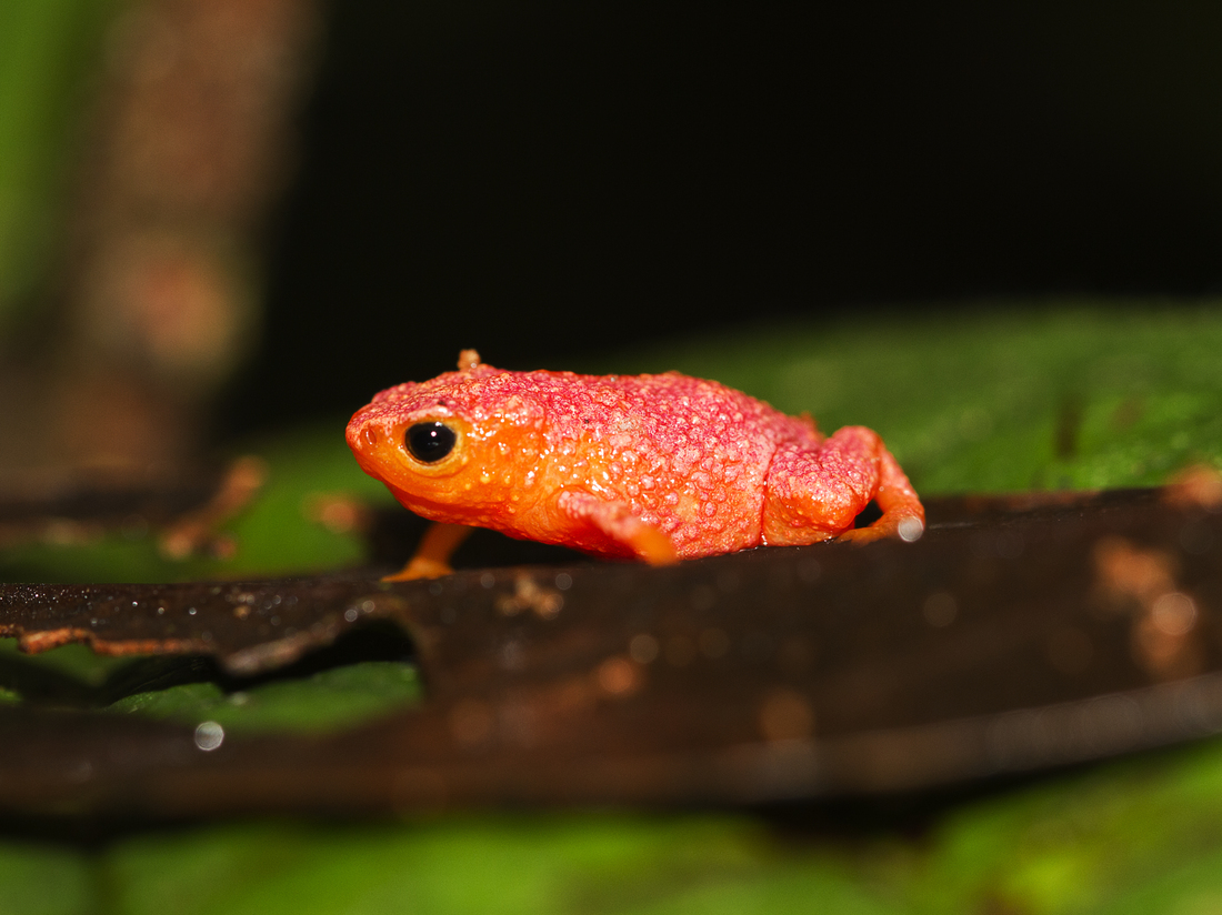 Exploring the Unique Anatomy of the Pumpkin Toadlet