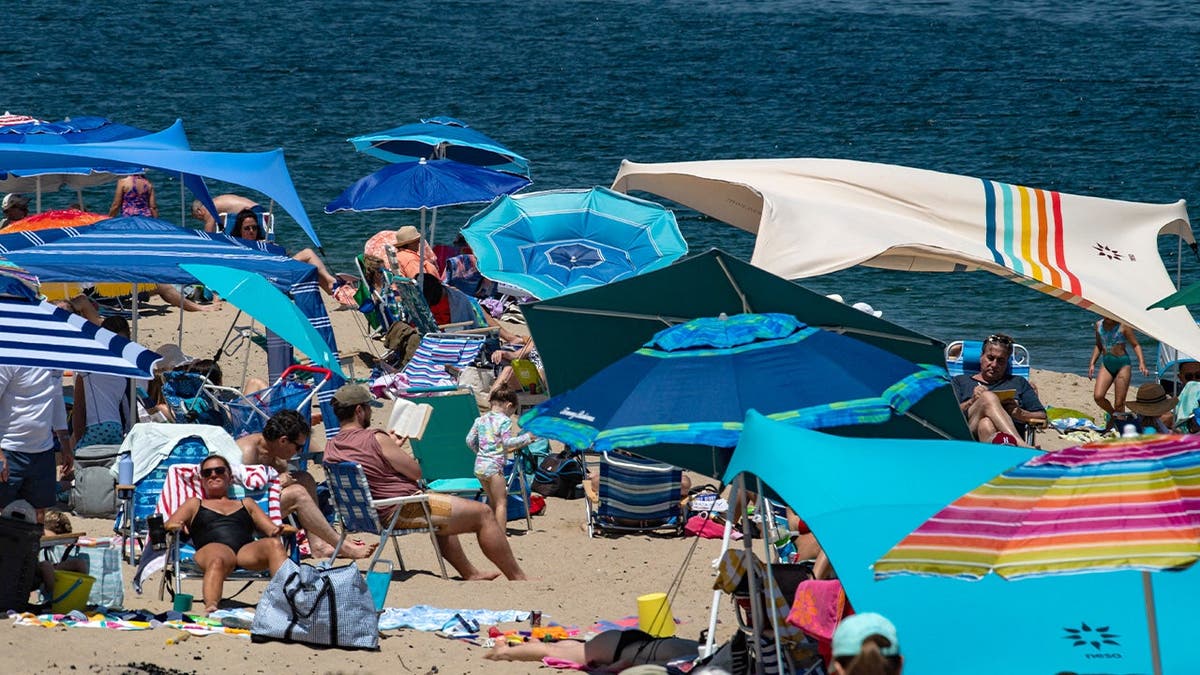 Cape Cod Shark Tourism